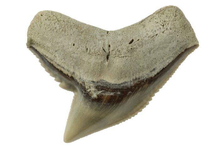 1.17" Fossil Tiger Shark (Galeocerdo) Tooth -  Aurora, NC